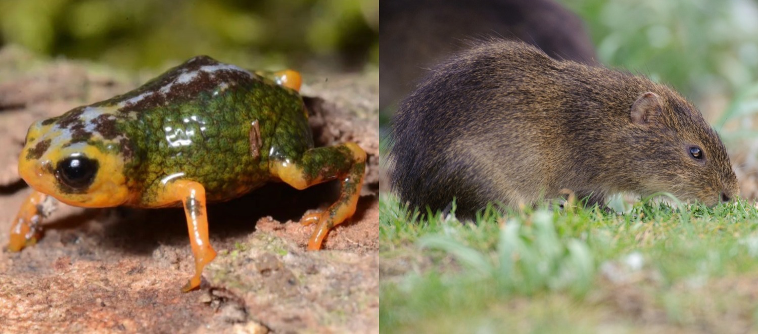 SC é refúgio do preá-de-moleques-do-sul e de nova descoberta na Serra do Tabuleiro