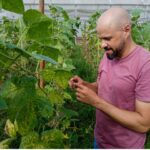 Pesquisadores de SC testam controle biológico para reduzir uso de agrotóxicos no cultivo de pepino