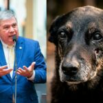 Deputado Mário Motta protocola pedido de CPI na Alesc para apurar morte do cão Orelha
