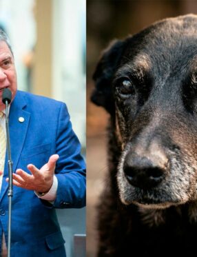 Deputado Mário Motta protocola pedido de CPI na Alesc para apurar morte do cão Orelha