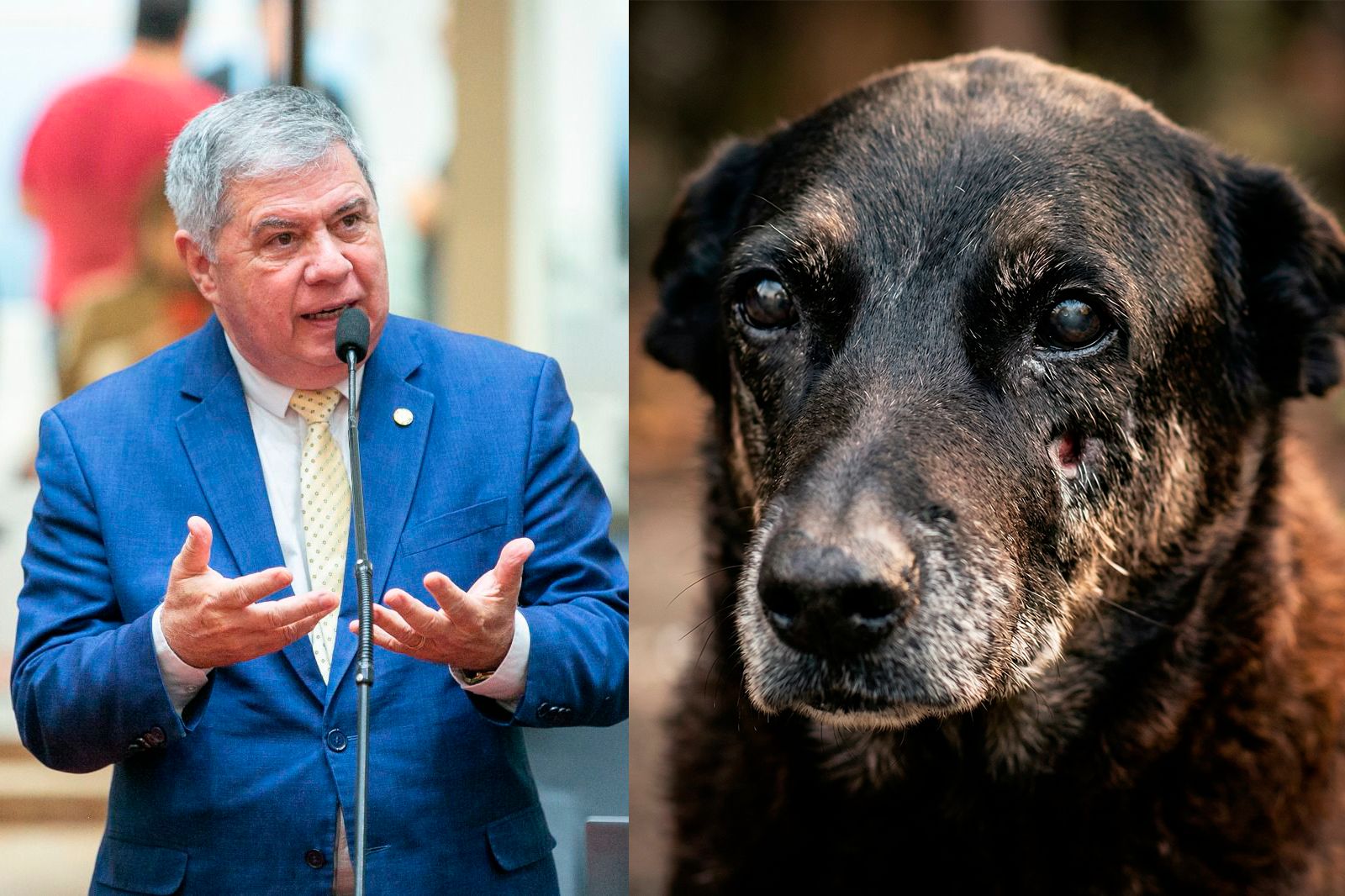 Deputado Mário Motta protocola pedido de CPI na Alesc para apurar morte do cão Orelha